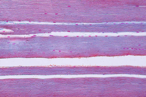istock Human skeletal muscle under microscope view for education histology. 951374528