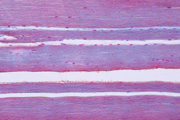 Human skeletal muscle under microscope view for education histology. Human skeletal muscle under microscope view for education histology. Human tissue myosin stock pictures, royalty-free photos & images