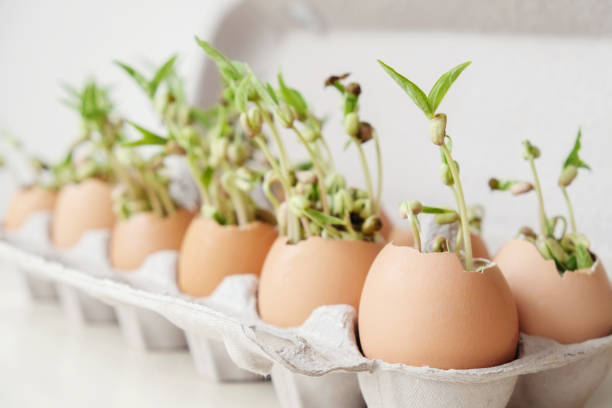 istock seedling plants in eggshells, eco gardening,  montessori, education concept, reuse 951377936