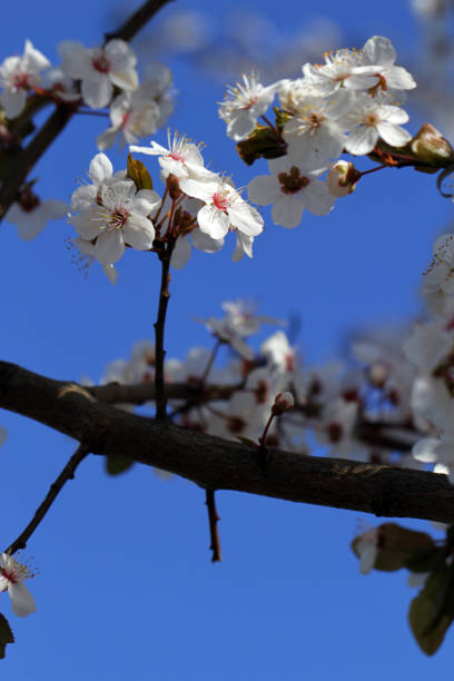 istock Flowers of the Tree 951377960