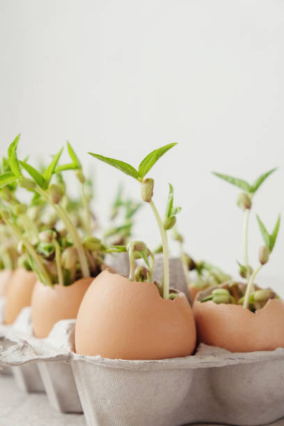 istock seedling plants in eggshells, eco gardening,  montessori, education concept, reuse 951378228