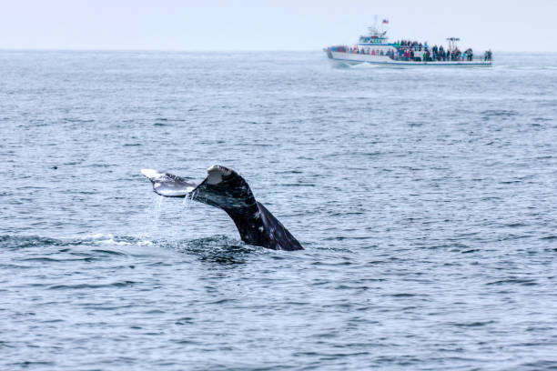 istock Whale Watching in Southern California 951378636