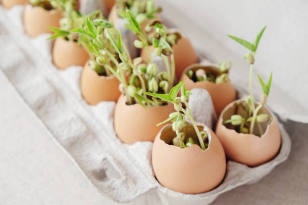 istock seedling plants in eggshells, eco gardening,  montessori, education concept, reuse 951378796