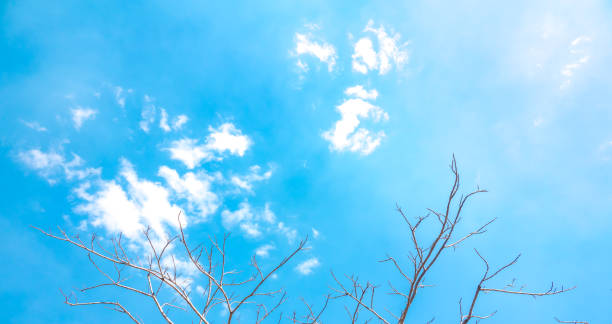 Branch of tree on leafless on sky blue and cloud summer
