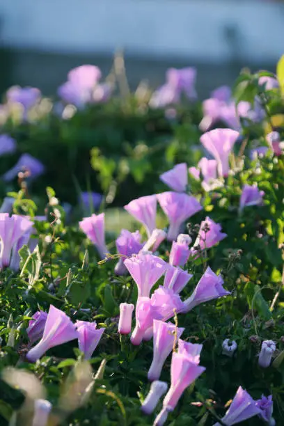 Nice violet morning glory flower bloom in spring morning at Da Lat city, Vietnam, a kind of liana  wild flowers in nature