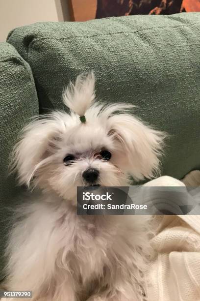 Maltese Puppy Dog Selfie Stock Photo - Download Image Now - Animal, Animal  Hair, Canine - Animal - iStock