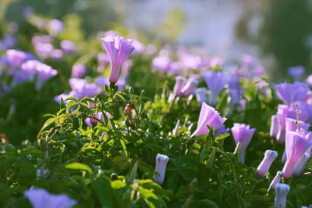 Nice violet morning glory flower bloom in spring morning at Da Lat city, Vietnam, a kind of liana  wild flowers in nature