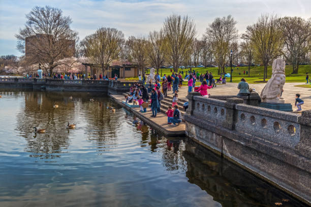 Newark, NJ, USA - April 21, 2018: Families enjoy feeding the ducks during the  Cherry Blossom Festival in Branch Brook Park  in Newark New Jersey.