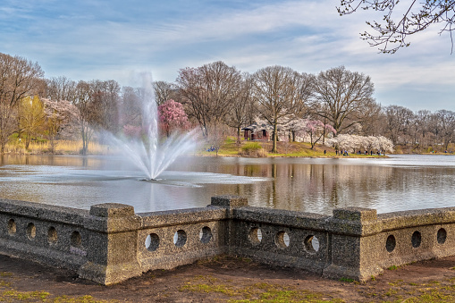 The fountain and cherry blossom trees of Branch Brook Park in Newark NJ.
