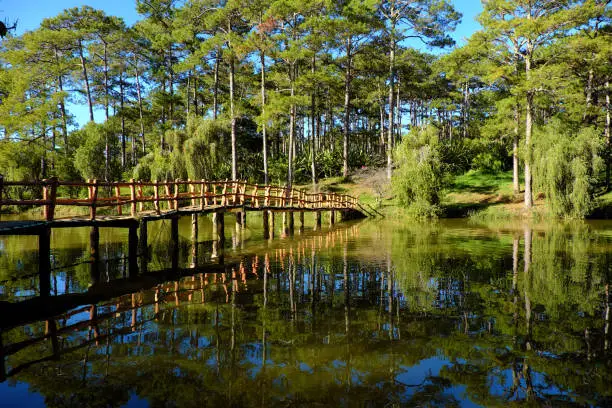 Beautiful scene of  Than Tho lake, Da Lat city, Vietnam in morning, row of pine tree reflect on surface water, small bridge  cross a lake among pine forest, blue sky and fresh air make wonderful ecotourism in summer