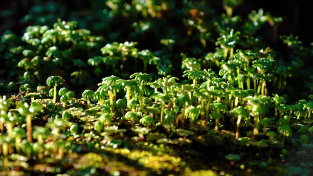 Close up of grass with shape  like mushroom grow  from ground, powerful rise up of tiny flora at sunny morning make amazing and wonderful nature