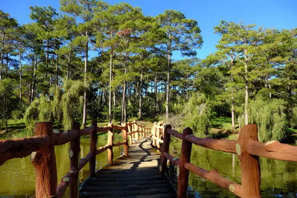 Beautiful scene of  Than Tho lake, Da Lat city, Vietnam in morning, row of pine tree reflect on surface water, small bridge  cross a lake among pine forest, blue sky and fresh air make wonderful ecotourism in summer