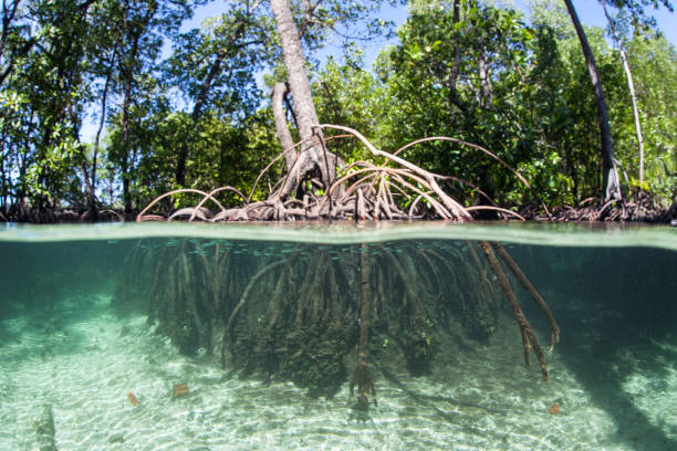 istock Mangrove Trees Grow in Raja Ampat 951389166