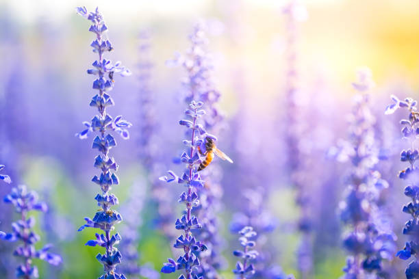 istock Bumblebee on lavender blooming flower in warming sunrise 951393398