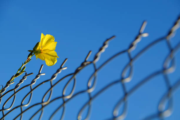 Amazing background with yellow flower try up to blue sky, contrast of picture between yellow and blue, soft and solid so impression, a flower rise in hard on metal fence, blooming so pretty in summer