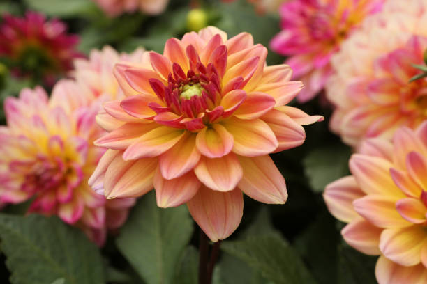 dalia elena huston - yellow chrysanthemum fotografías e imágenes de stock