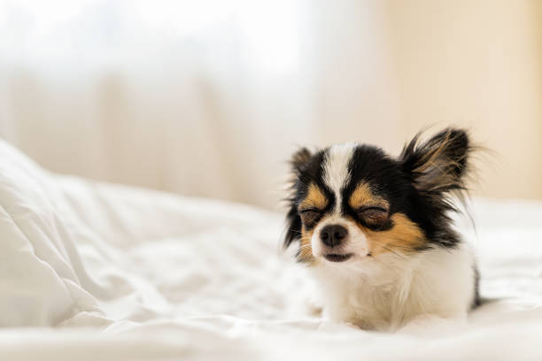 istock Sleepy cute dog on blanket on bed with backlit warm bright sunlight background from bedroom's window with copy space. Pet relax rest in winter lazy time.Puppy in cold autumn concept. Sweet dream eyes. 951399634
