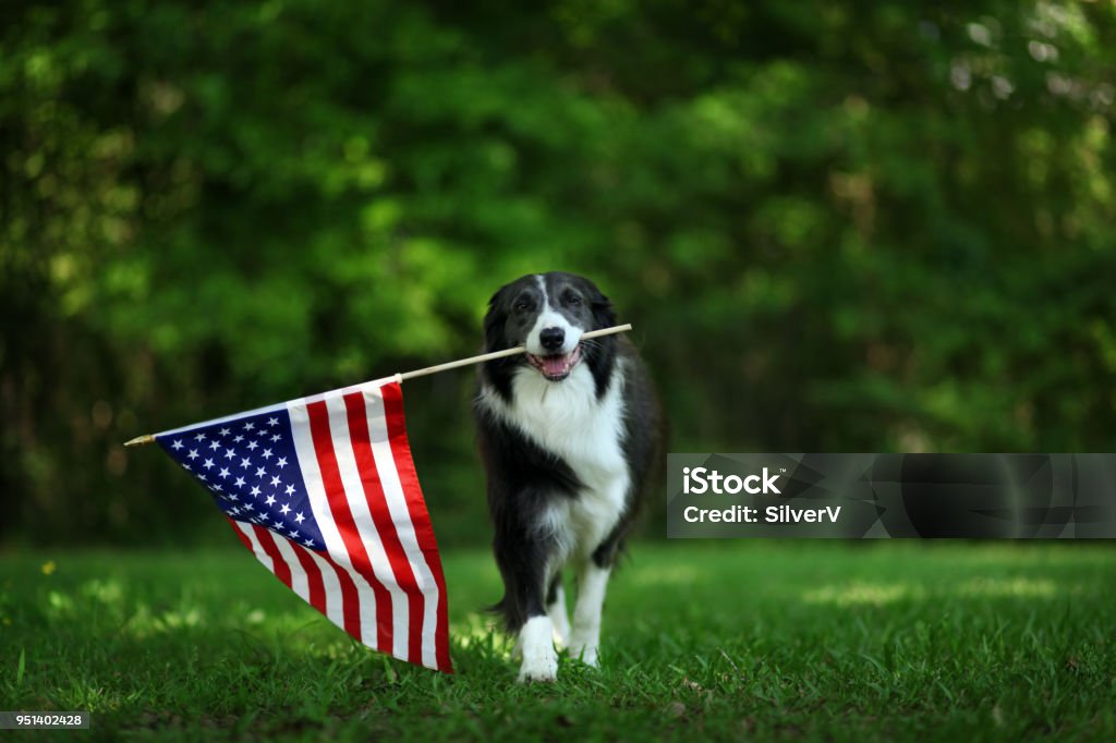 Happy border collie carrying USA flag Dog Stock Photo