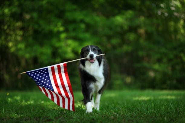 Happy border collie carrying USA flag Happy border collie carrying USA flag american flag photos stock pictures, royalty-free photos & images
