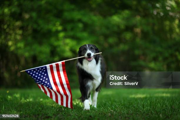 Happy Border Collie Carrying Usa Flag Stock Photo - Download Image Now - Dog, War Memorial Holiday, American Flag