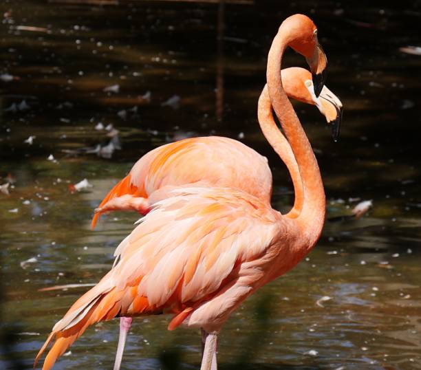 istock Two American flamingoes 951404782