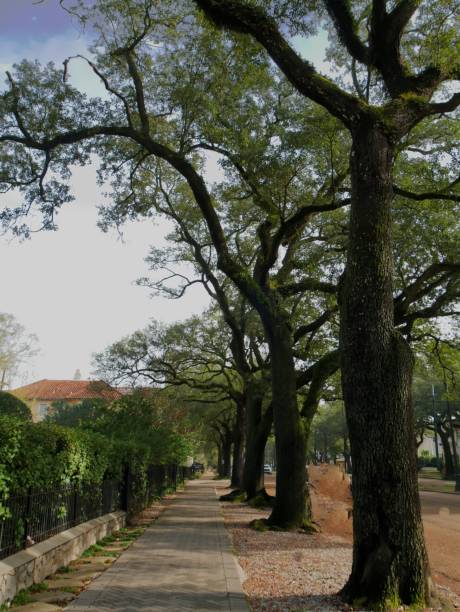 istock Tree-lined walkway along outside residential houses 951405056