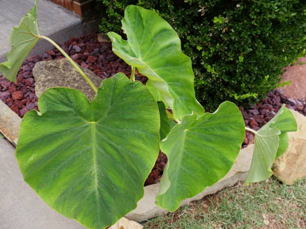 istock Wide green Elephant ears planted in a garden 951405328