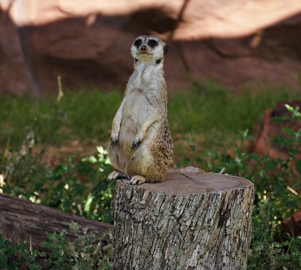A meerkat standing on a tree stump looking  above him