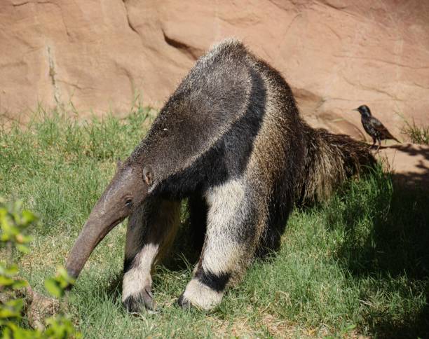 istock An ant eater poking its snout into the ground 951405486