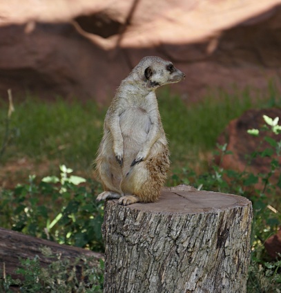 A meerkat standing on a stump of a tree looking behind him