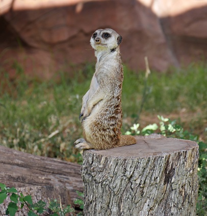 A meerkat standing on the edge of a tree stump, semi side view