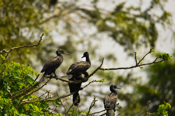 istock Group Of Darter Birds On Tree Branch 951405504