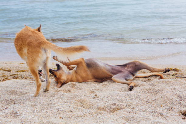 istock Two dogs playing on the beach 951405540