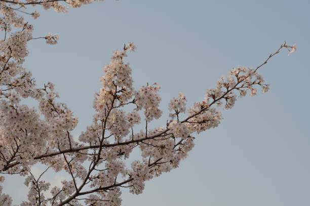 istock Cherry Blossom in Japan 951406110