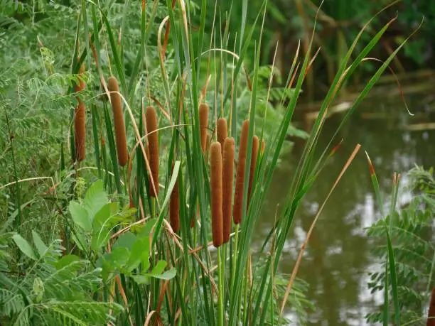 Photo of Hedge of common cattails popularly called brown “hot dog on a stick” growing around a pond