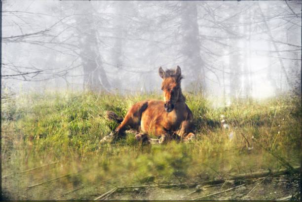 istock Old film photos with horses 951412630