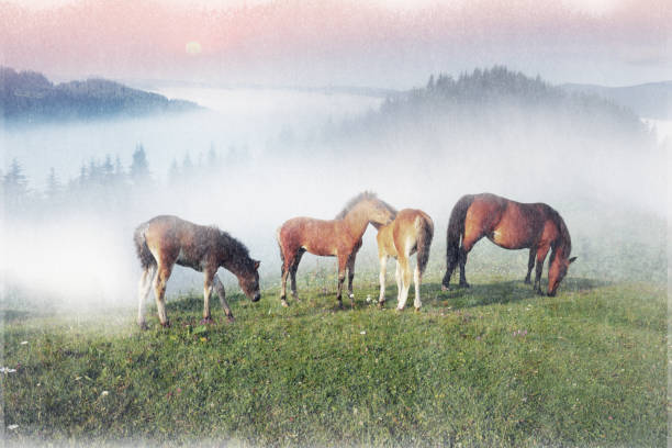 istock Old film photos with horses 951413116