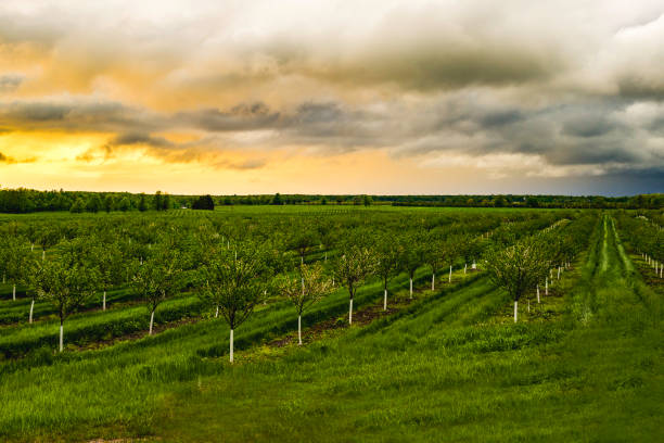 baum mit apfelbäumen während eines sonnenuntergangs - apfelbaum stock-fotos und bilder