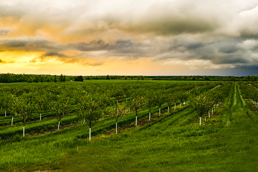 A view of a field of apple trees during a stormy sunset.