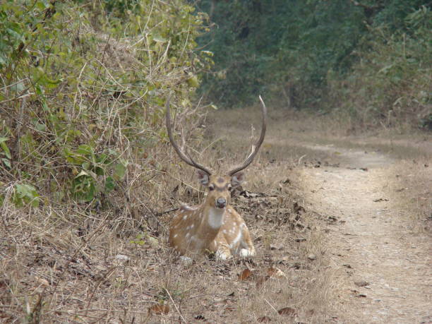 istock Deer at Corbett National Park 951422428