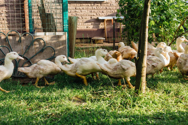 istock White ducks in the garden 951423120