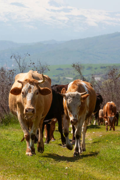 istock Herd of cows close-up 951425172