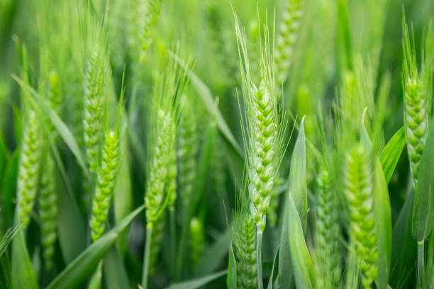 Green field of sprouting wheat stock photo