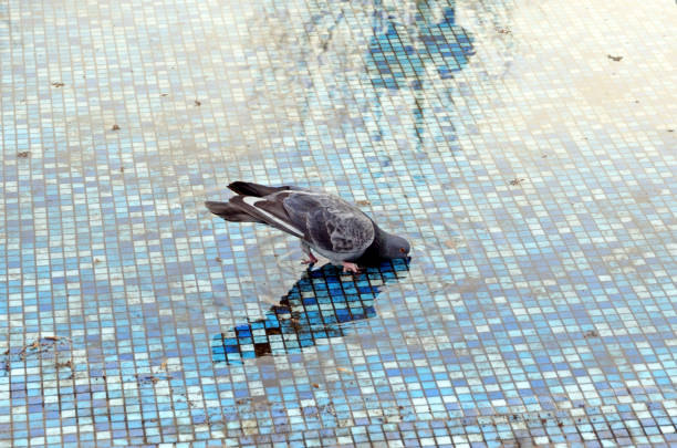 Pigeon drinks water from a dried fountain