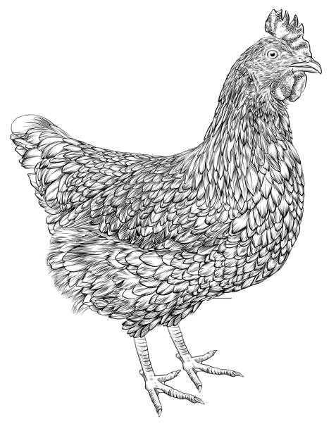 ilustrações de stock, clip art, desenhos animados e ícones de chicken vector illustration in pen and ink isolated on white - frango ilustrações