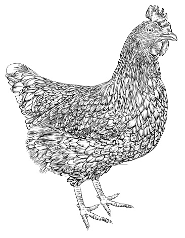 Chicken Vector Illustration in Pen and Ink Isolated on White
