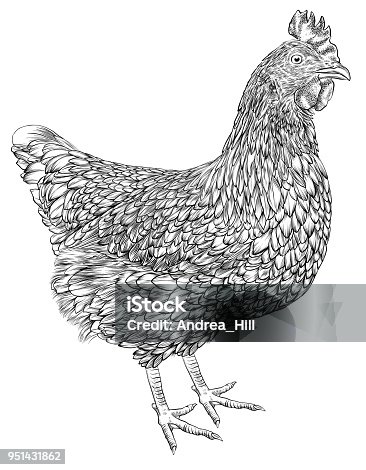 istock Chicken Vector Illustration in Pen and Ink Isolated on White 951431862