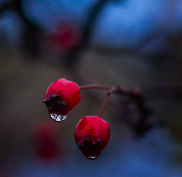 istock Fading nature in autumn plants 951431986