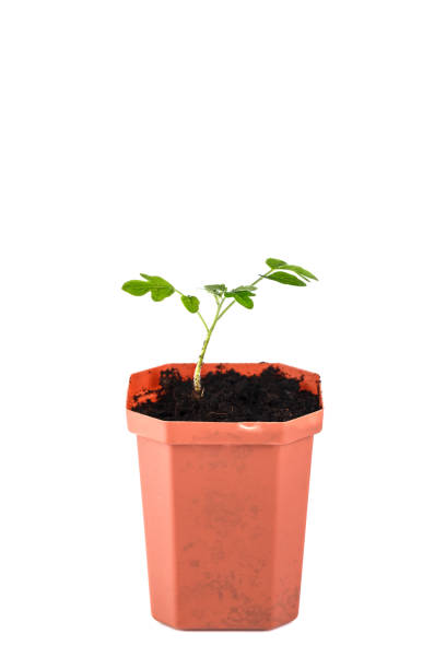 istock tomato sprout. The tomato seedlings before planting in a brown pot on a white background. Isolate 951436886