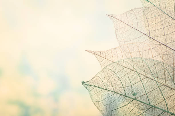 istock Skeleton leaves on blured background, close up 951440382